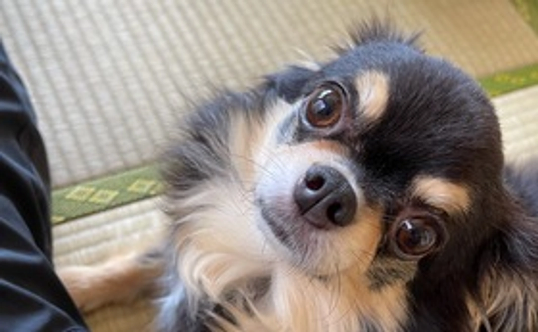 ありがとメール２