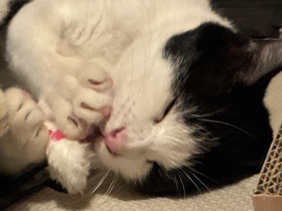 アテネの避妊手術まであと１週間