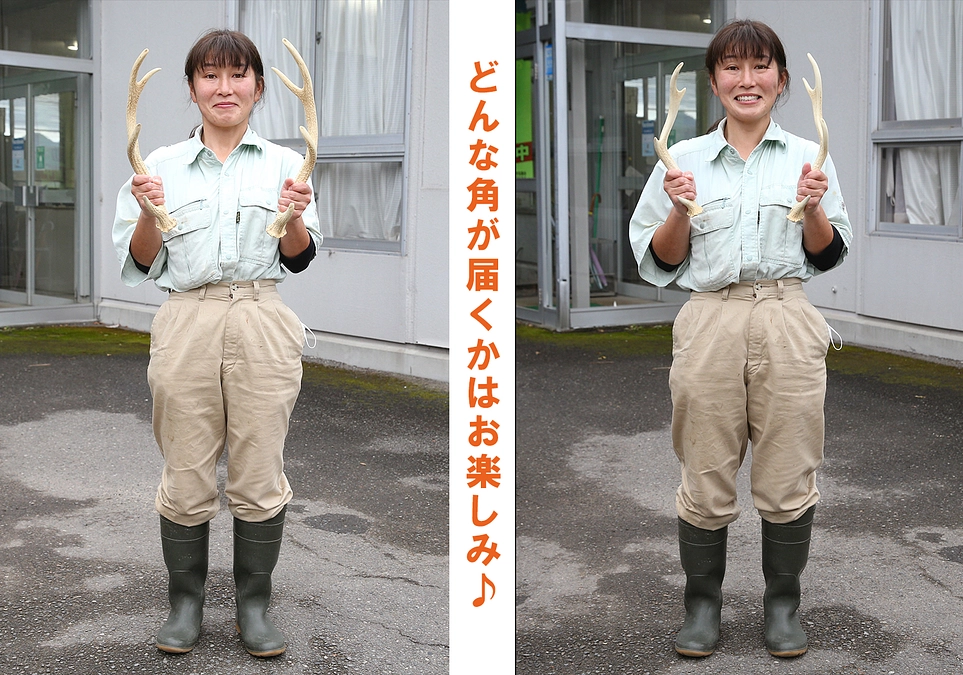 12月25日(月) 進捗報告・返礼品紹介〜鹿の角(1対)〜