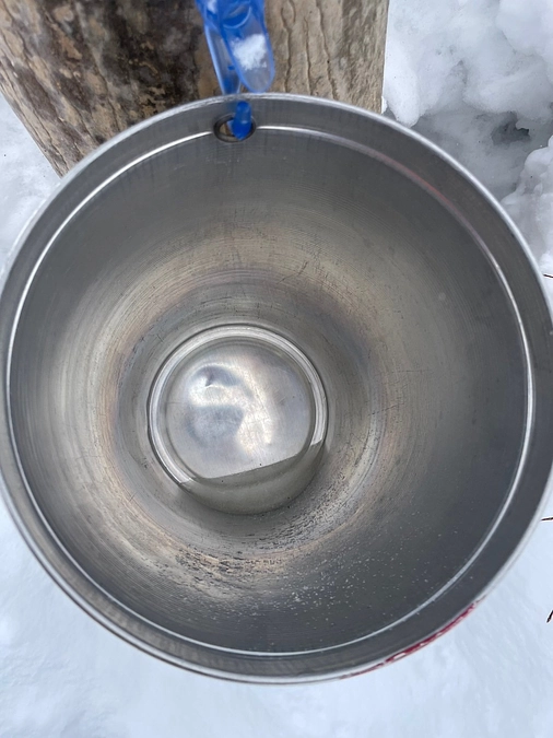 三月の樹液採取が本格的に始まりました