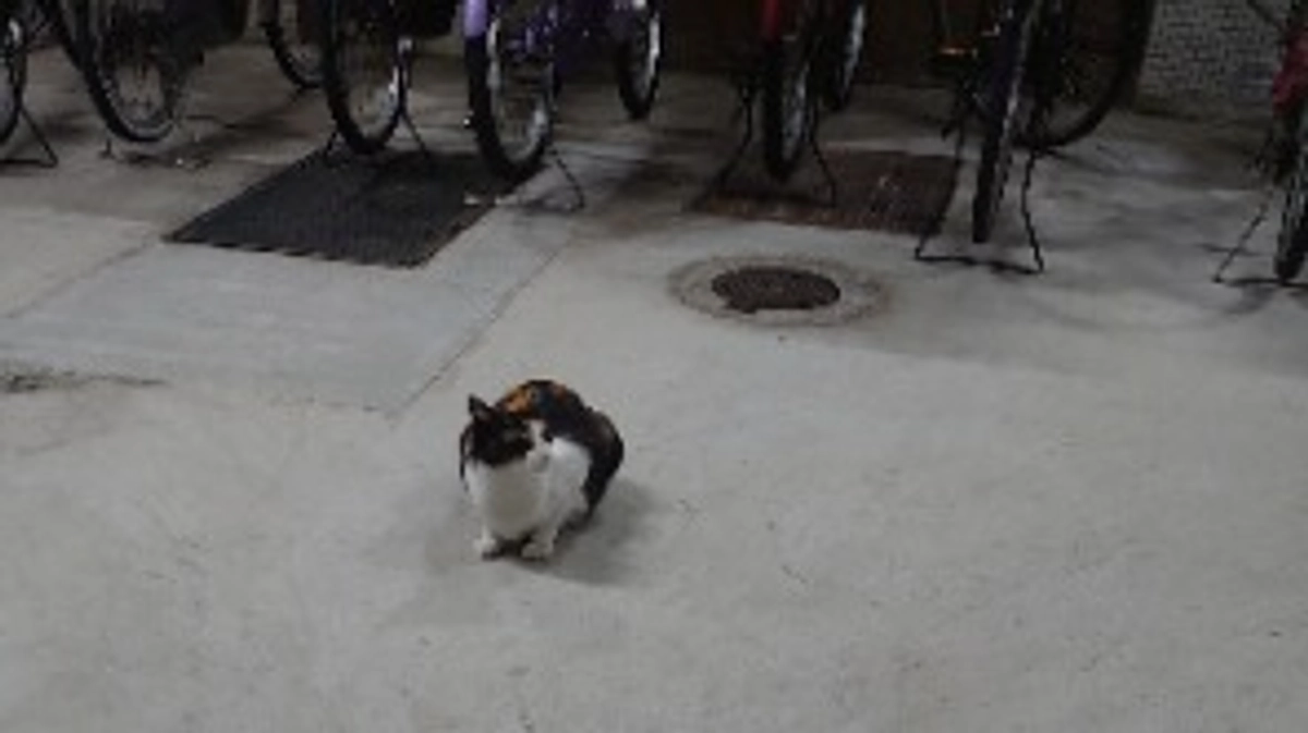 唯一のミケたん。