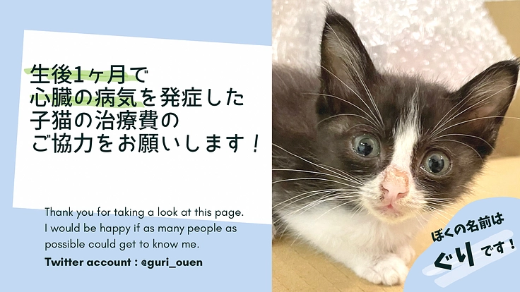 生後1ヶ月で心臓の病気を発症 子猫のぐりくんの治療を助けてください