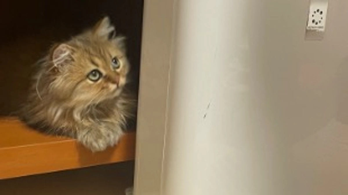 体調がおちついている日