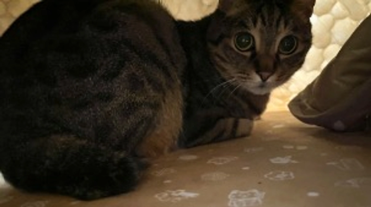 【今日のなっちゃん】5月31日