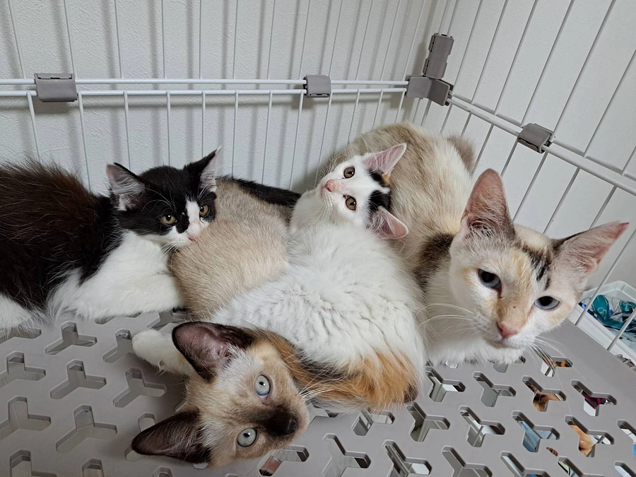 父が昨日他界しました。