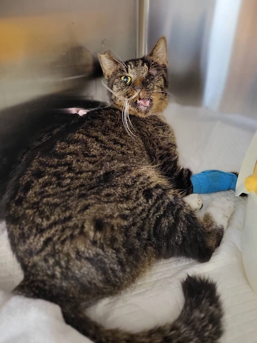 お顔を強打したつなちゃんの笑顔(´；ω；`)