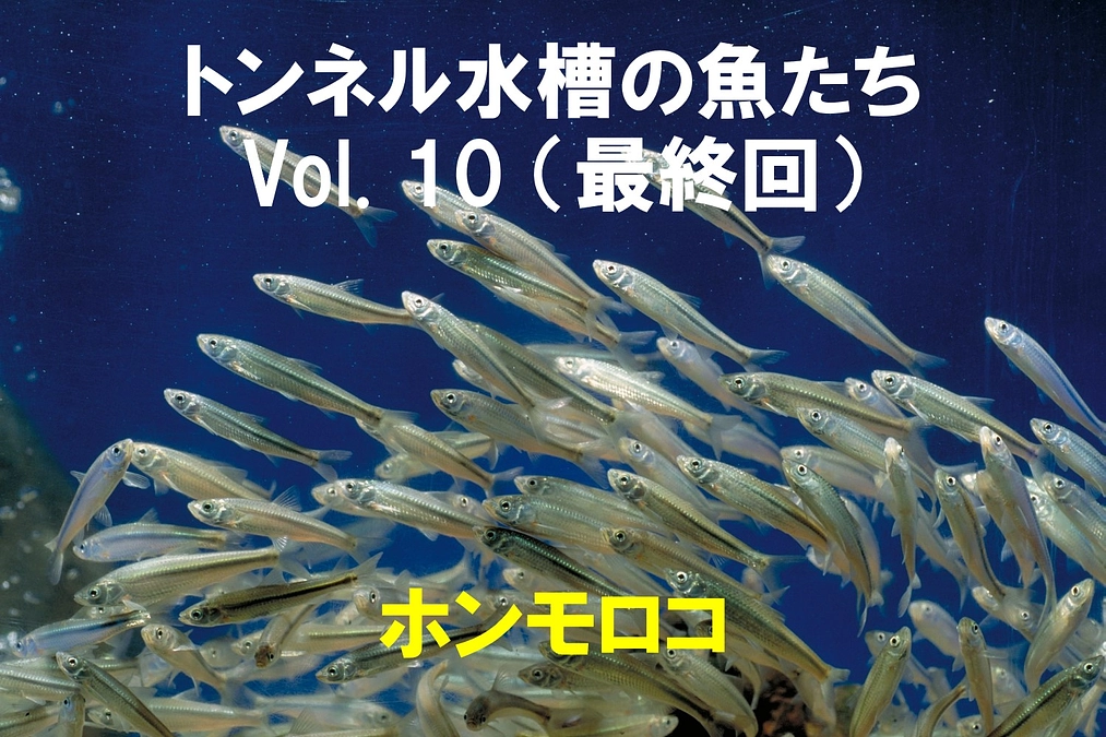 ホンモロコ ～トンネル水槽の魚たち⑩～