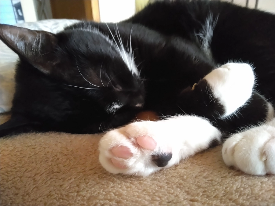 6/10はなちゃんの様子