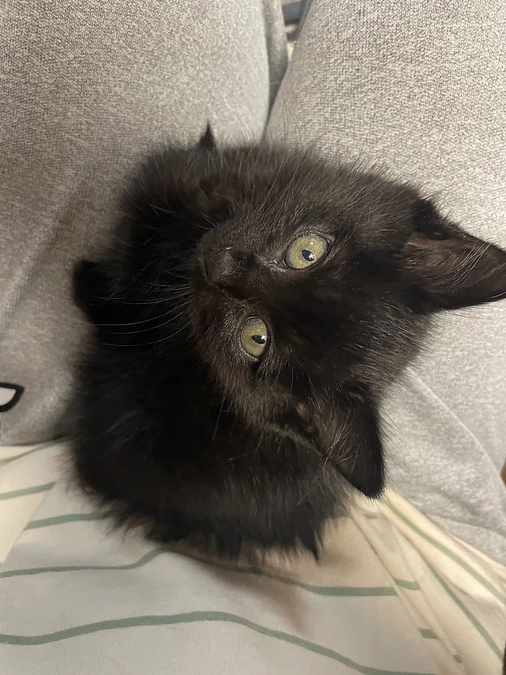 里親さん決まりました！