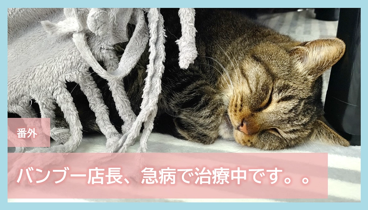 番外｜バンブー店長、急病で治療中です。。