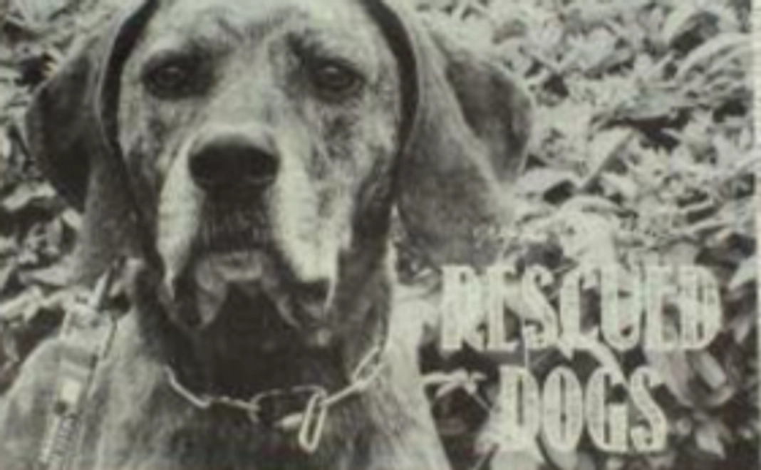 お山の犬たちからのTHANKSカード