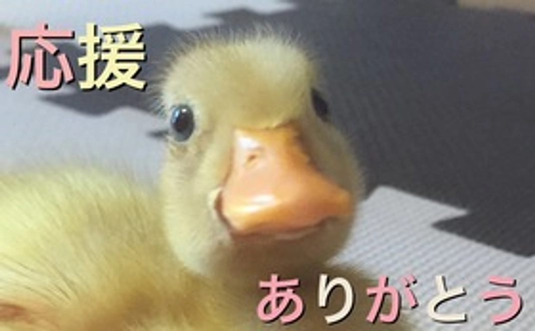 リターンなし☆あひる応援コース　3000