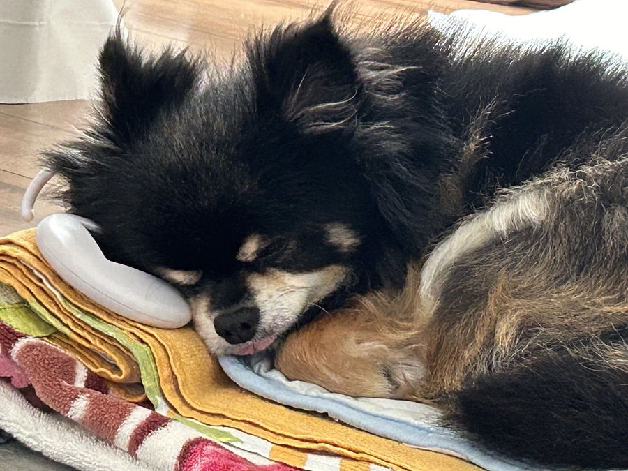 最近のショウの様子