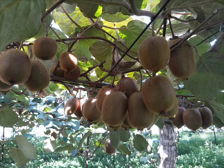 ヘイワードキウイ