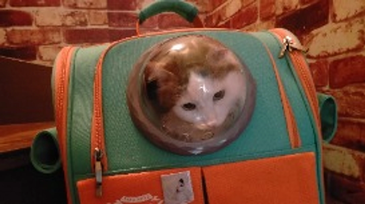 経過観察①2023.8.4~8.18間🏥