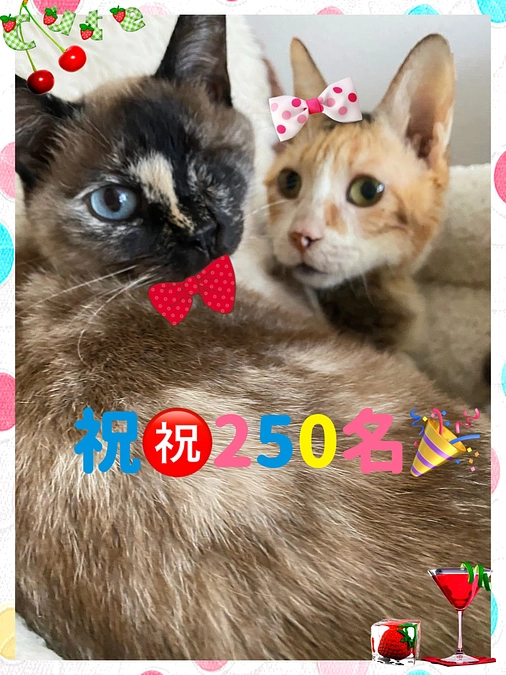 【ご報告＆感謝】ツキネコサポーター250人達成！！