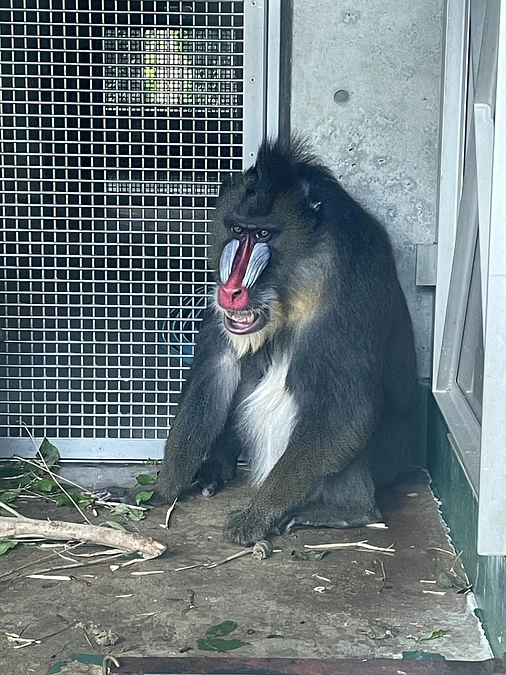 サルワールド再整備に関するインスタライブ（実施済み）です！Vol.12