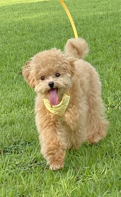 残り12時間しか有りません。