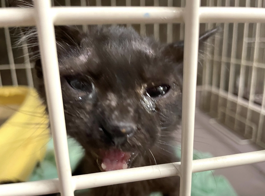 痩せ細った黒猫ちゃんが保護されて来ました。