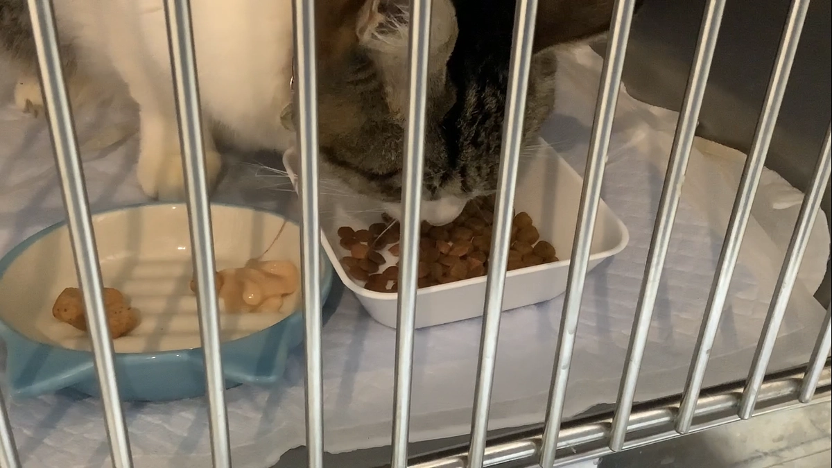 1/17〜19 3日分まとめてで申し訳ないです🙇‍♀️