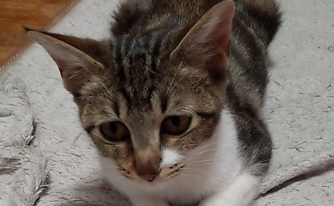 頑張れベルラ！！　1000（リターン不要）