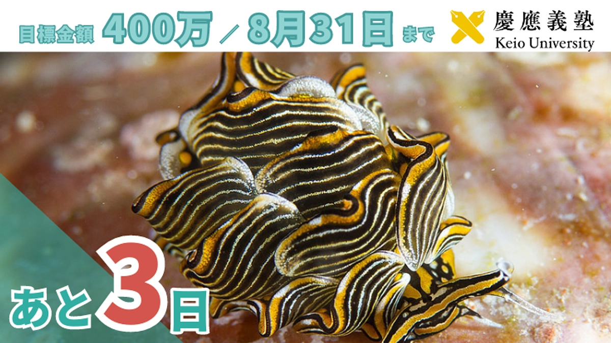 残り3日！！皆さまからのご寄付で実現できること