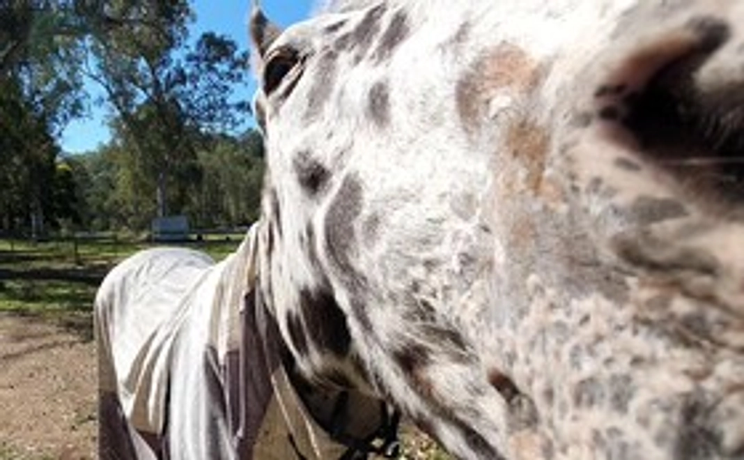 5000円・応援をお願いします