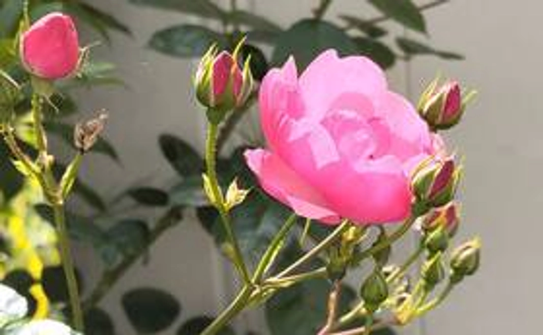 【個人で応援】感謝のメール