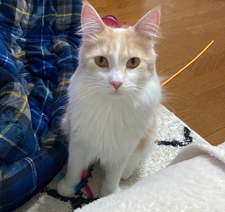 11/6ルイの様子（クラファン終了まで残り11日）