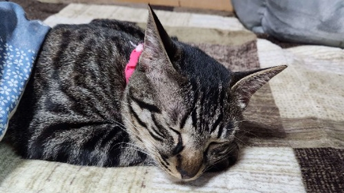 楓日記(11月7日)経過観察４６日目🍀