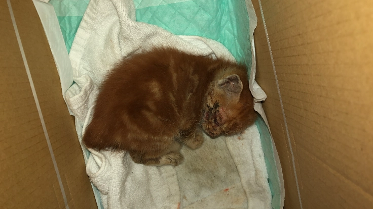 カラスに襲撃され瀕死の状態で保護　後足切断の中一生懸命生きる