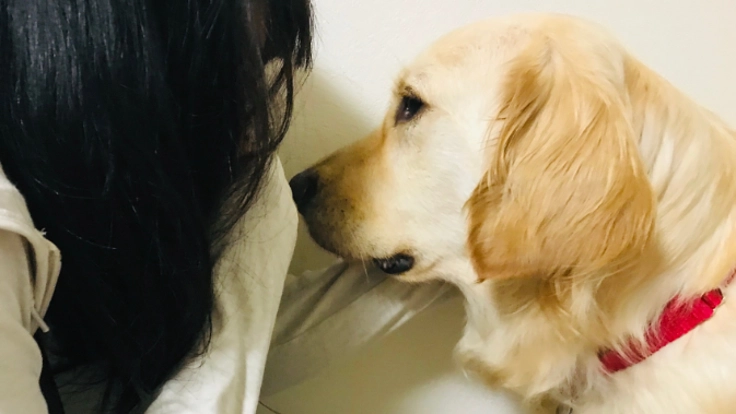 虐待や性被害を受けた子ども達へ。司法の場に付き添う犬で安心を