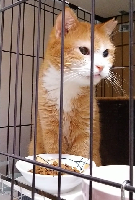 第4号 トラ子 改め 「マリンちゃん」ずっとのお家が決まりました