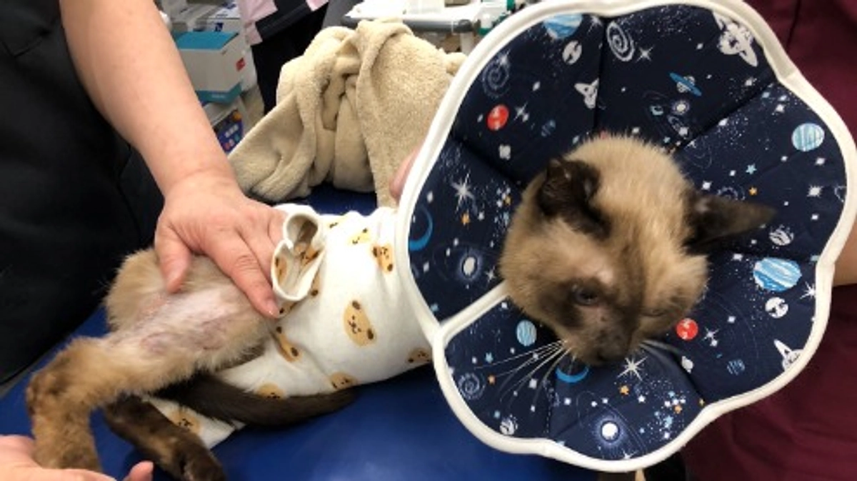 終了日まであと2日！どの子の命も諦めたくない！