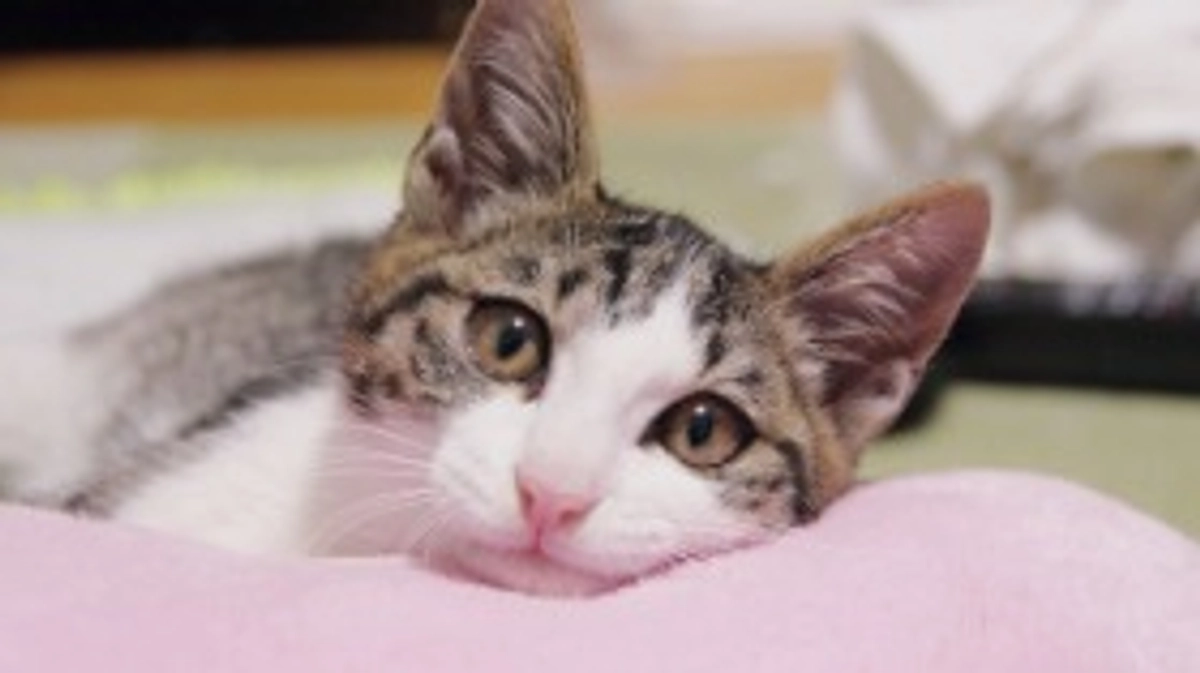 保護猫「カケル」の記録１