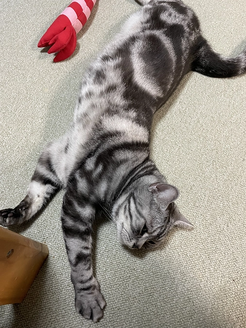 本日の銀時(投薬69日目)