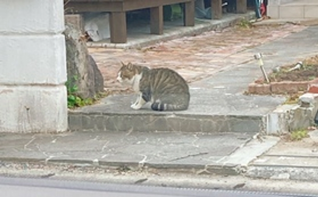 ちょっと応援コース