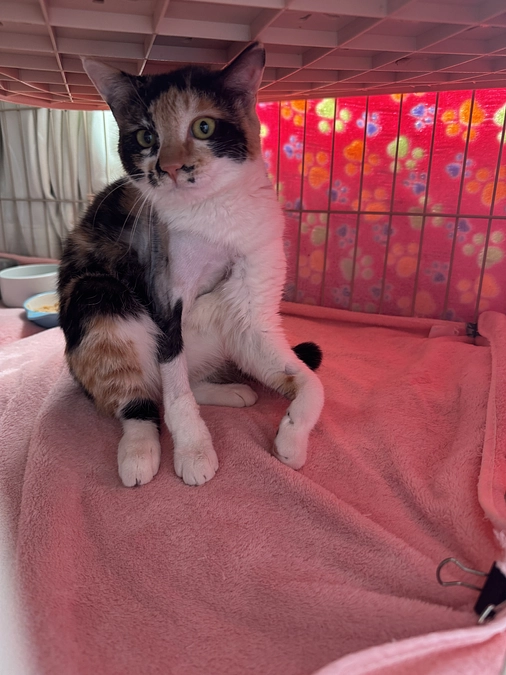 負傷猫制度で保護された「まゆちゃん」の現状。本当に大切なのは、手を差し伸べることです。