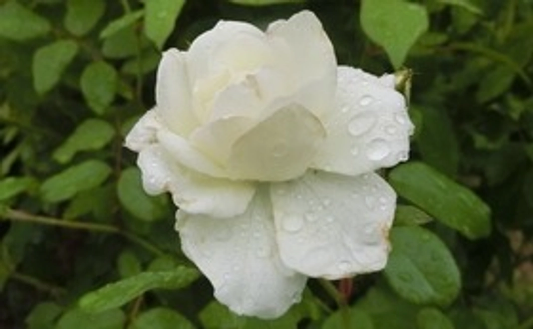 5千円｜おきもちコース