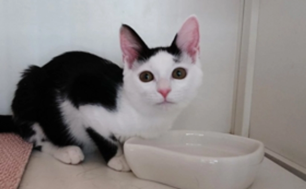 【今いる猫さんたちの暮らしを守る】