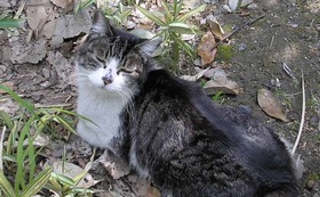 毎月、梅猫サポート3,000円コース