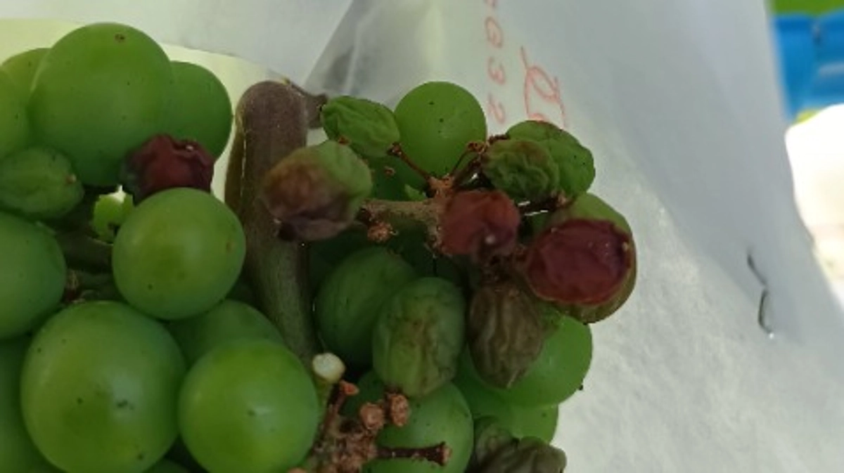 ブドウの房に高温障害が発生！