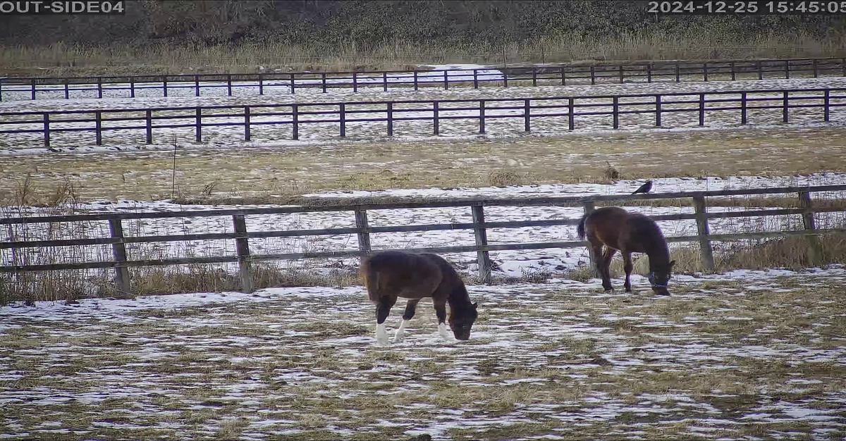 チェリコの放牧地にもカメラがつきました