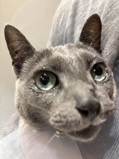 本日からまた放射線治療が始まりました。