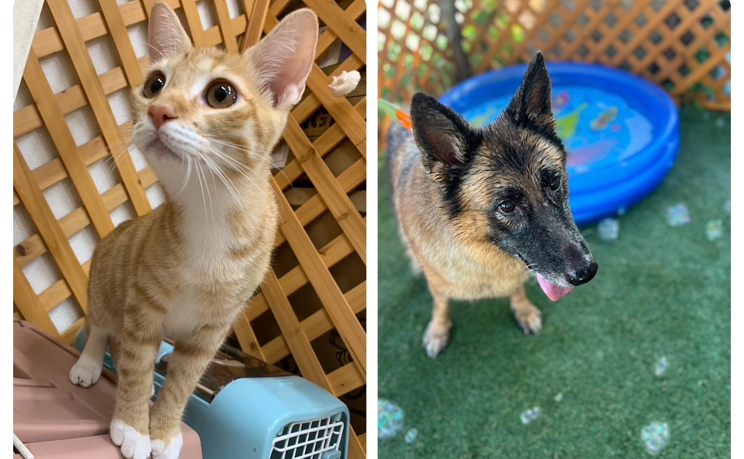 アニマルサポーター にゃんにゃん会員