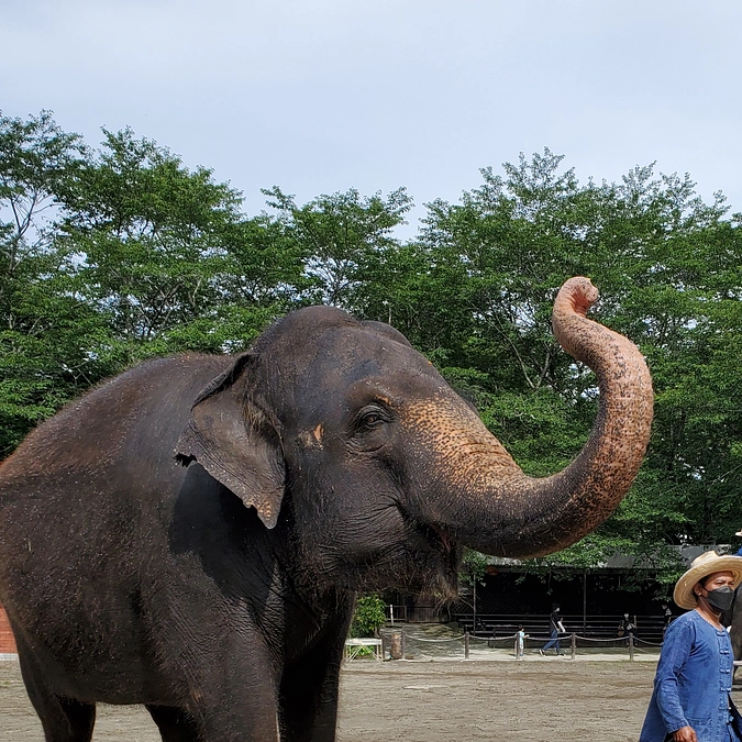 アジアゾウの生息地が過去数百年で約3分の2が喪失。その中での動物園の役目。