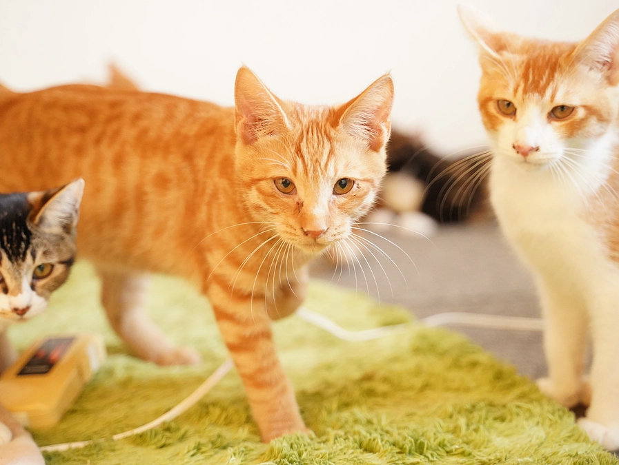 新しい里親に！