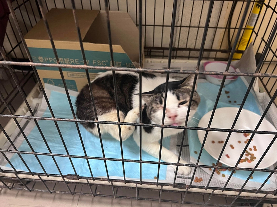 1/10大井警察署から要請を受け、猫を引き取りました。飼い猫の迷子では？拡散をお願いします。