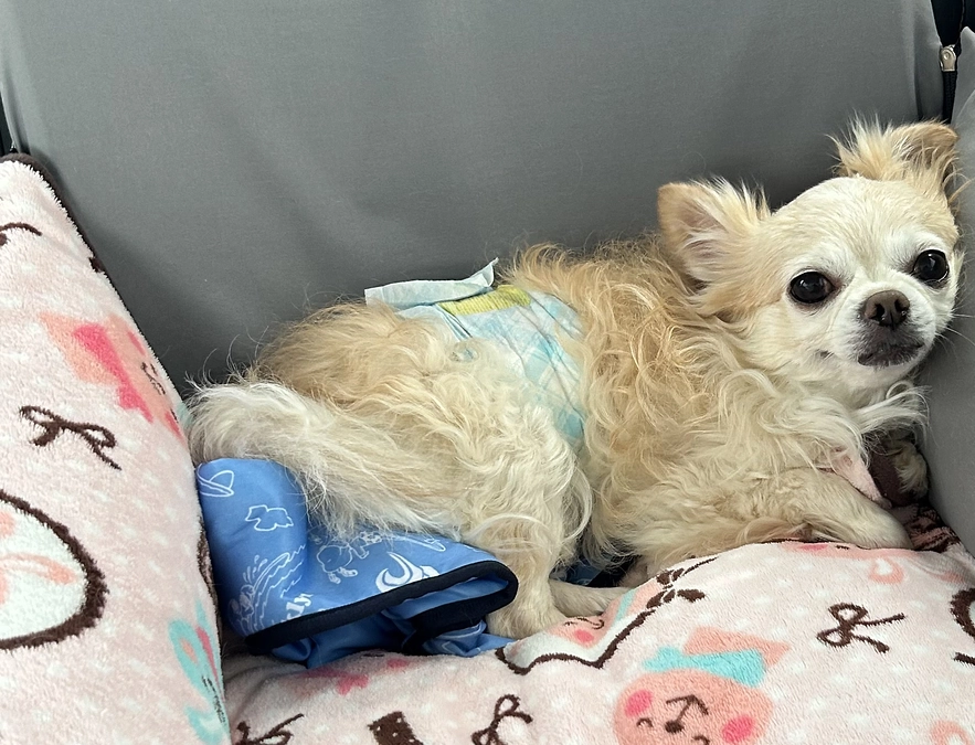 銀行振込でのご支援金を反映させていただきました🙇‍♀️