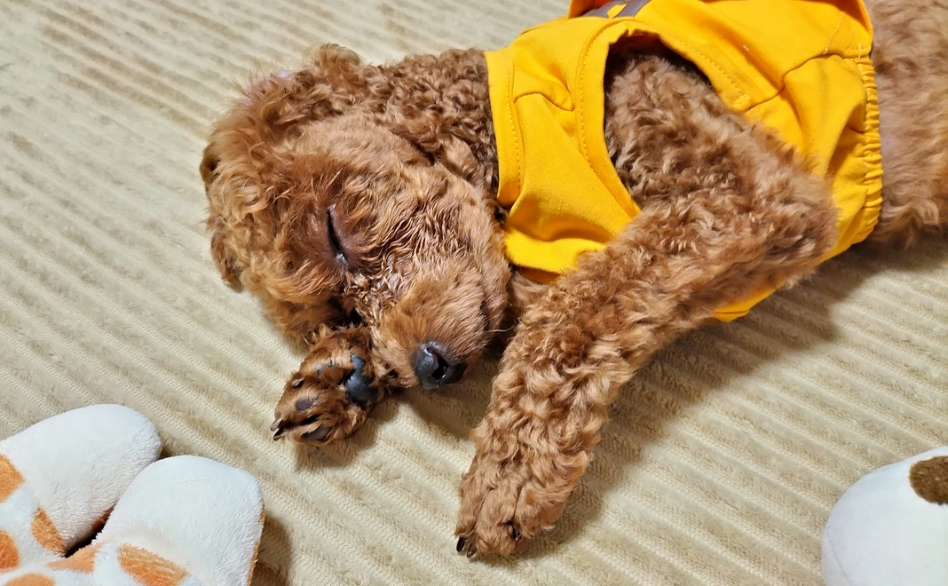 頑張れ！れお①